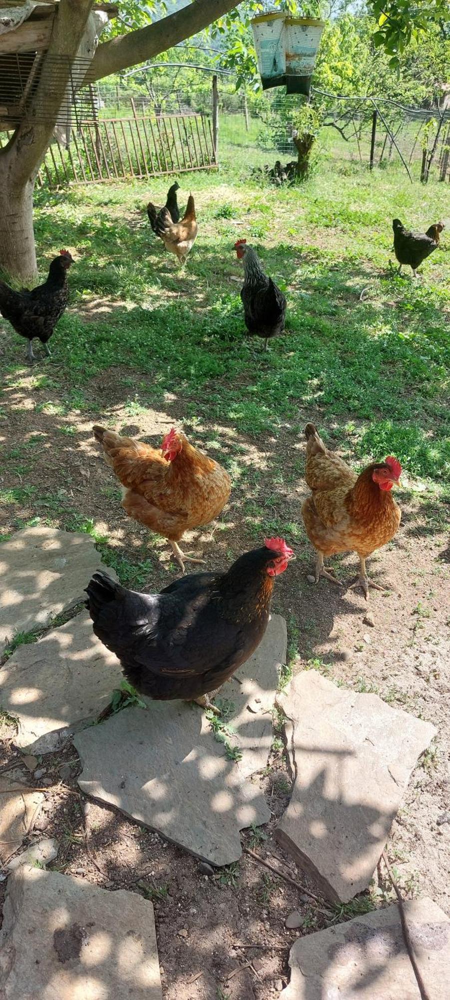 Country Home Genesi 20 Min From Trikala Exterior foto